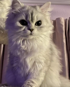 Silver Persian cat sitting upright