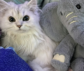 White Persian kitten sitting beside a plush elephant