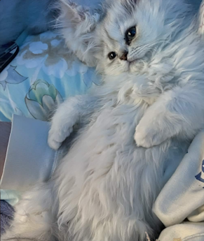White Persian cat reclining against a blue background