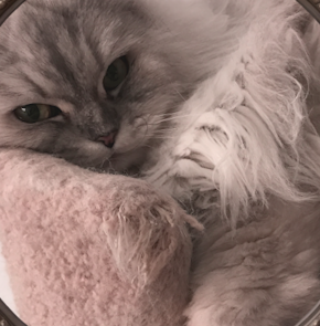 Persian cat resting on a soft pink blanket